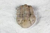 Lochovella (Reedops) Trilobite - Oklahoma #92749-2